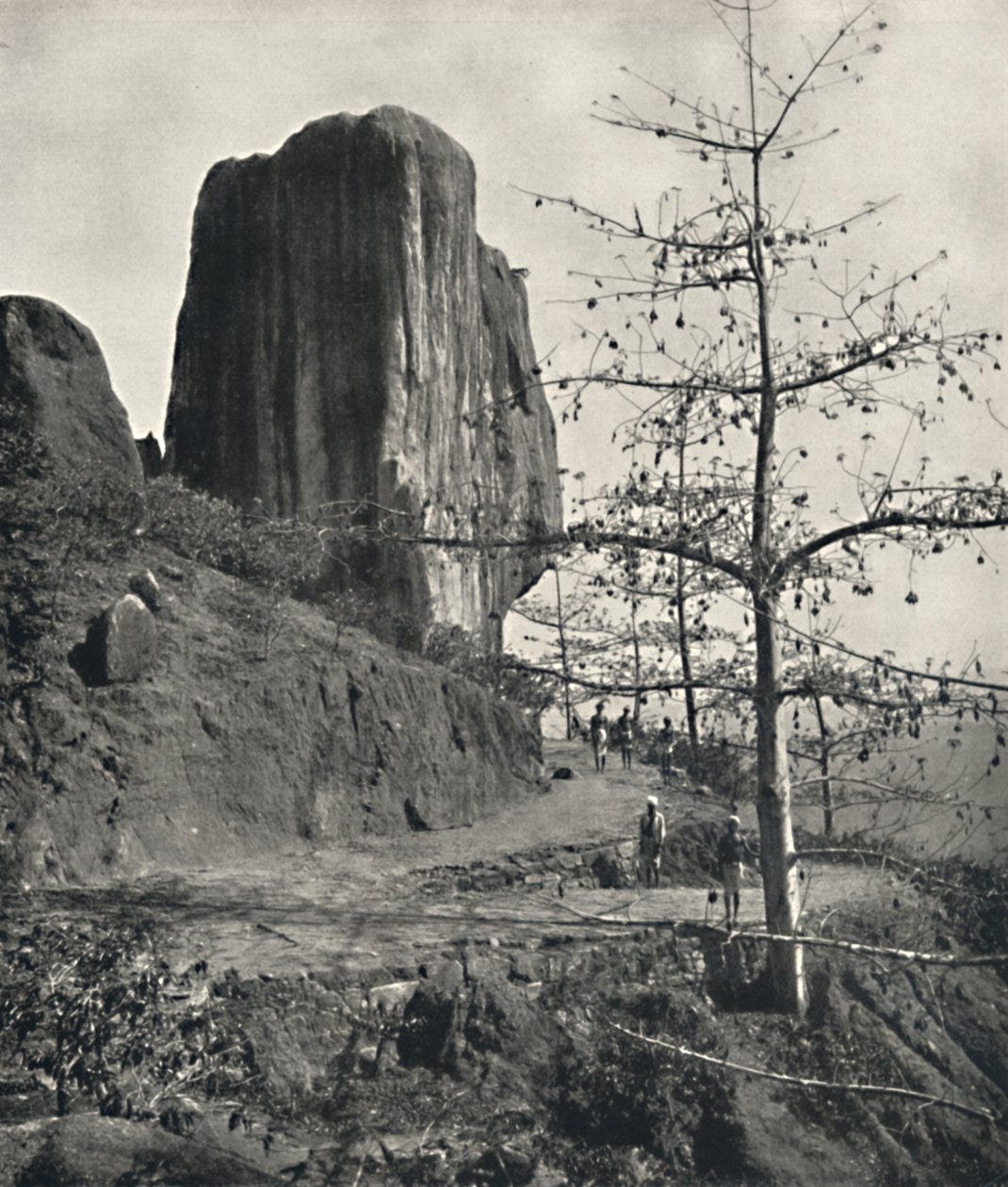 Bombax malabaricum gyapotfa érett magokkal, 1926 alkotó: Unbekannt