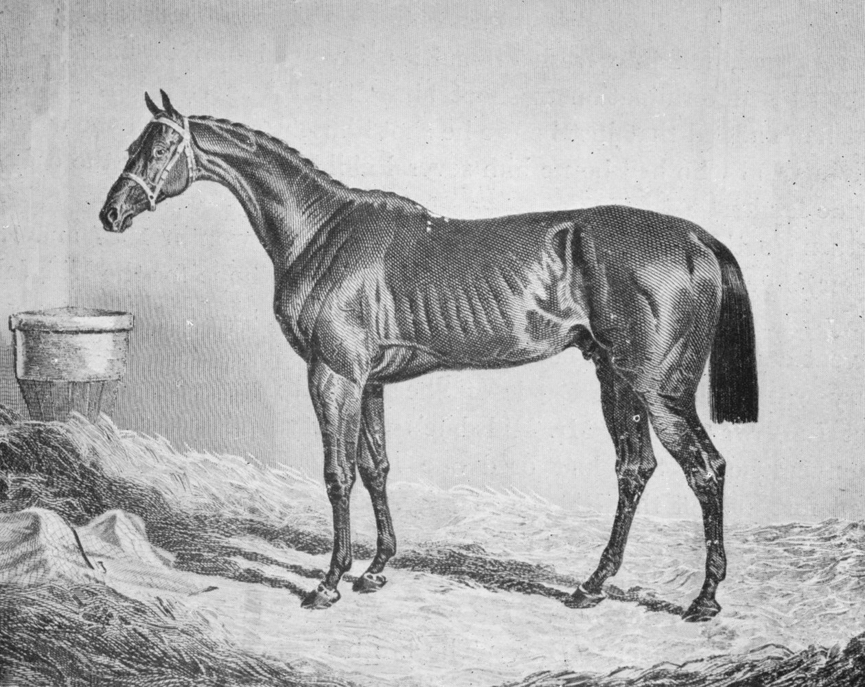 Bay Middleton, 1833-1857, 1911 alkotó: Unbekannt