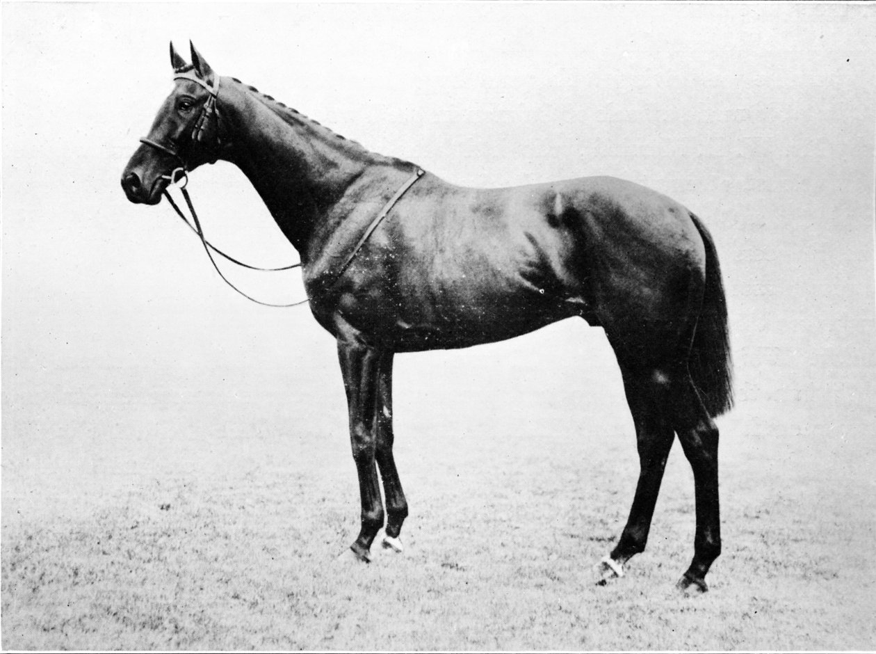 Bayardo, 1911 alkotó: Unbekannt