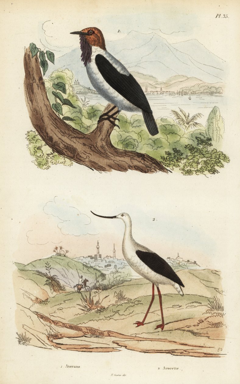 Szakállas harangmadár, Procnias averano és amerikai avocet, Recurvirostra americana alkotó: Unbekannt