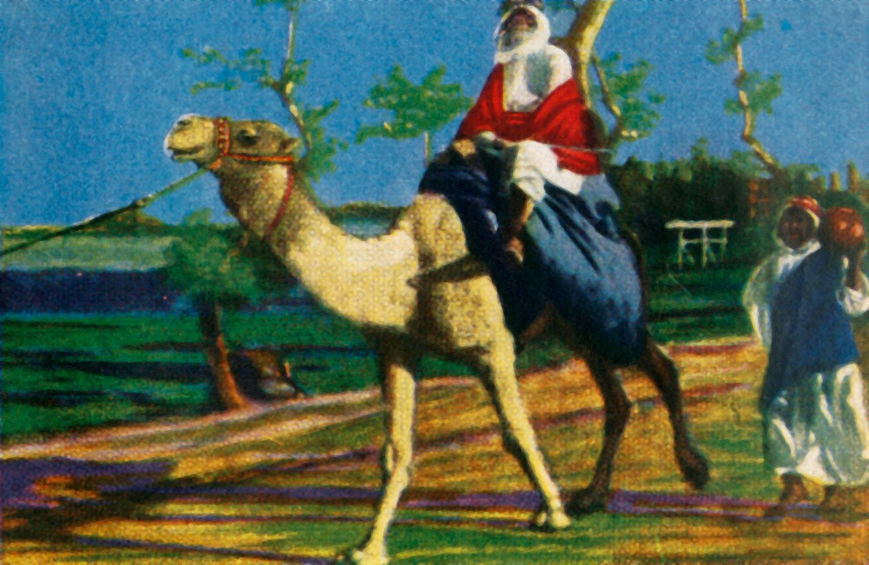 A tevén lovagló beduinok, Egyiptom, 1928. alkotó: Unbekannt