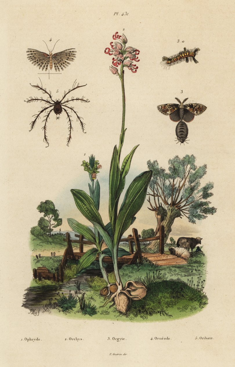 Bee orchidea, Ophrys apifera 1, majom orchidea, Orchis simia 2, rozsdás tuskómoly, Orgyia antiqua 3, húsztollas lepke, Alucita hexadactyla 4 és Oribata geniculata atka 5 alkotó: Unbekannt