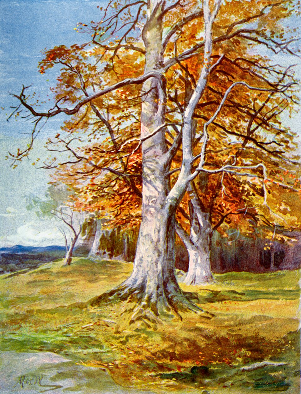 Bükkfa, 1900. ősz alkotó: Unbekannt