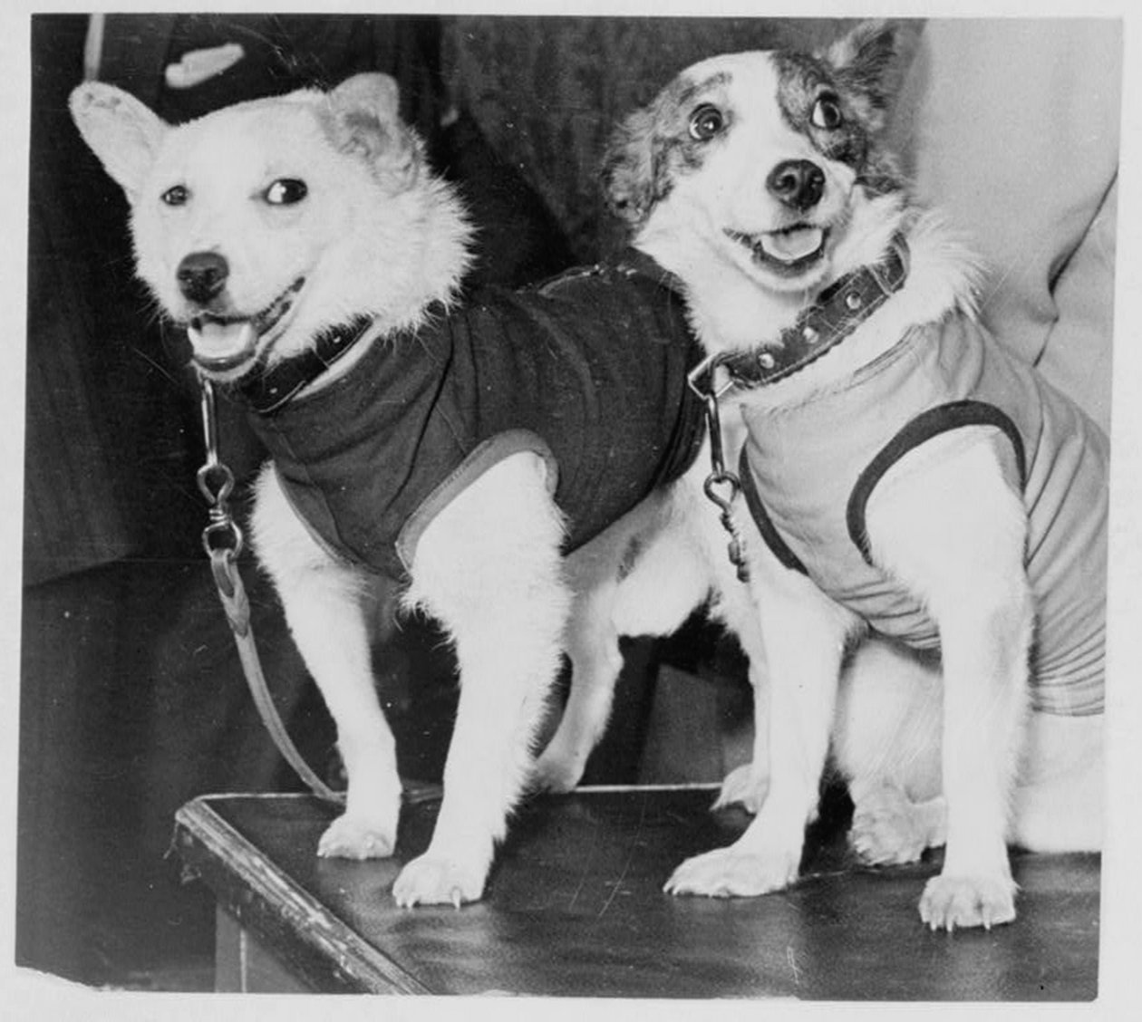Belka és Strelka, orosz űrhajós kutyák, 1960 alkotó: Unbekannt