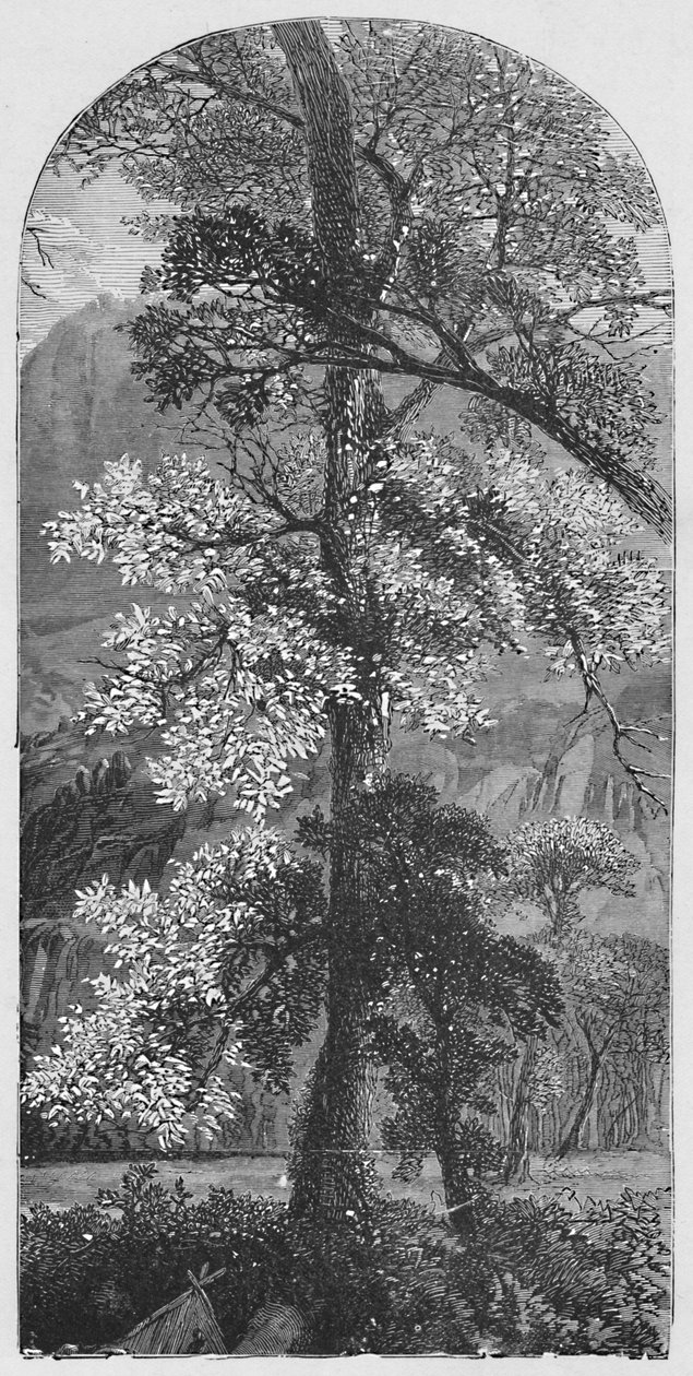 Nagy fa, 1883 alkotó: Unbekannt