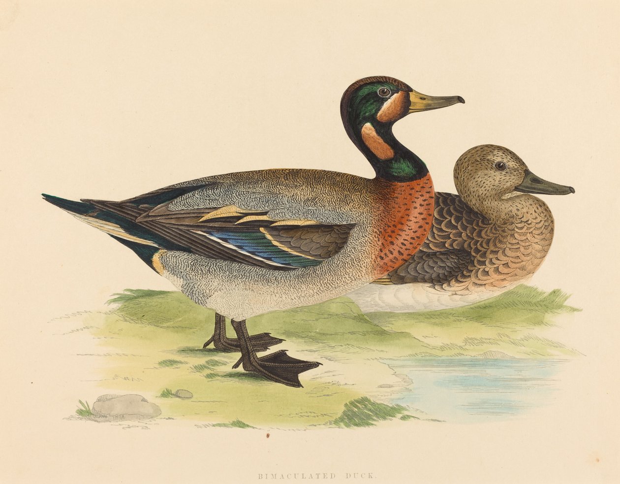 Bimakulált kacsa, 1855. alkotó: Unbekannt