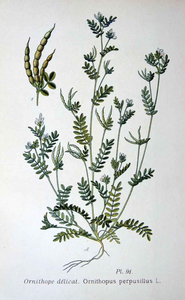 Madártalp, 1893 alkotó: Unbekannt