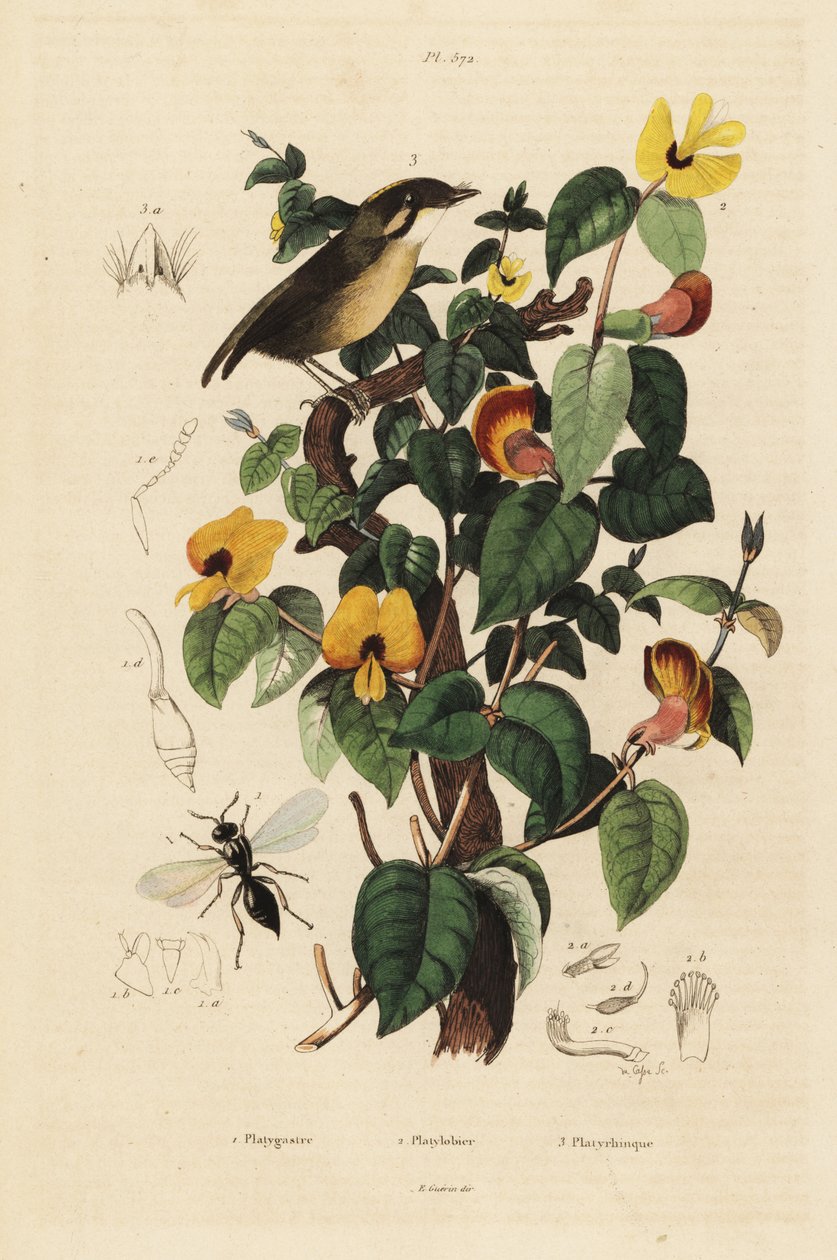 Feketearcú gúnyog, Conopophaga melanops, Handsome Sweetpea, Platylobium formosum és Inostemma boscii darázs alkotó: Unbekannt