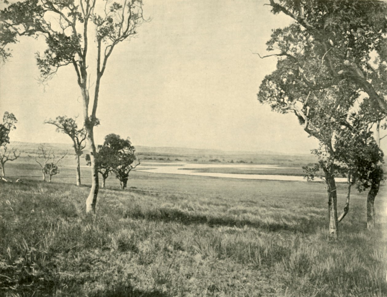 Black Swan Lagoon, Warwick közelében, Queensland államban, 1901. alkotó: Unbekannt