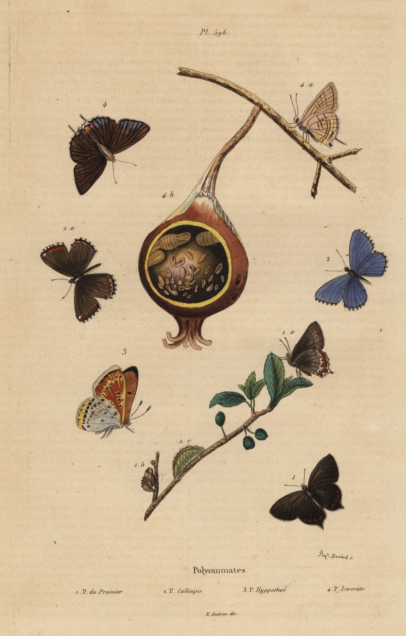Fekete szőrszálas pillangó, Satyrium pruni 1, közönséges kék pillangó, Polyommatus icarus 2, lila szélű réz, Lycaena hippothoe 3 és közönséges guava kék, Virachola isocrates 4. Polyommates du prunier, calliopsis, hypothee, isocrate alkotó: Unbekannt