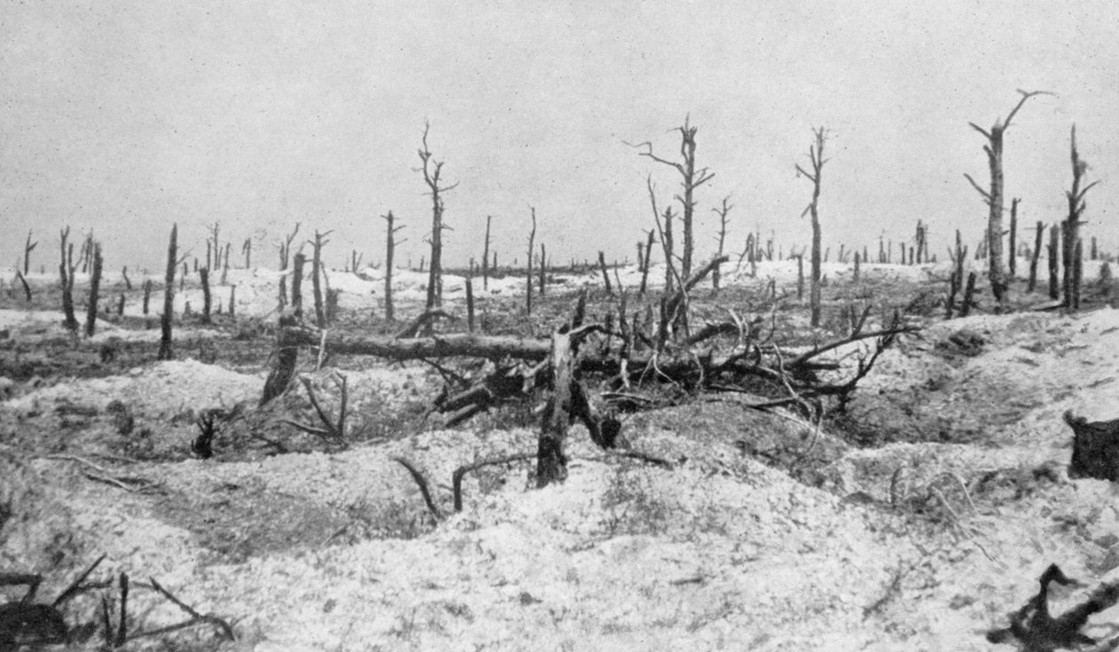 Robbantott fatönkök, Mesnil, Champagne, Franciaország, I. világháború, 1915 alkotó: Unbekannt