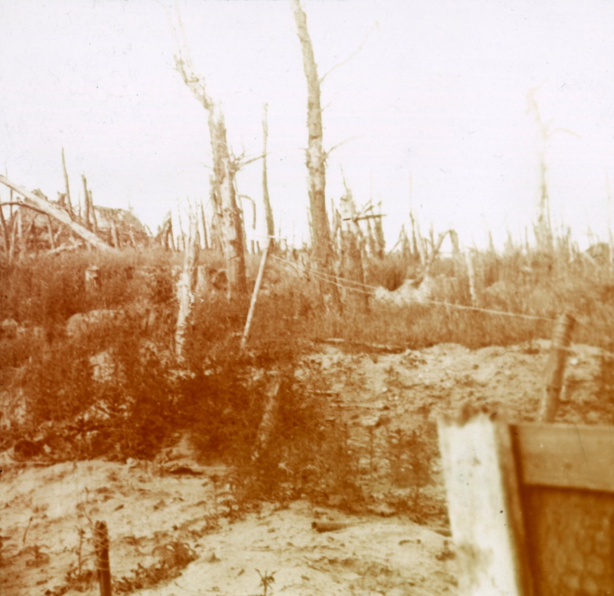 Fúvott fa, Nieuwpoort, Flandria, Belgium, c1914-c1918 alkotó: Unbekannt
