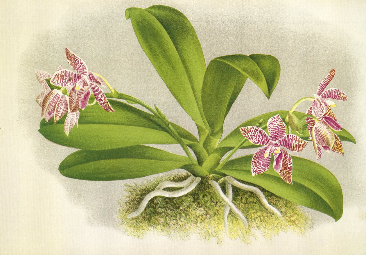 Botanikai tábla/Phalaenopsis luddemanniana/Lindenia alkotó: Unbekannt
