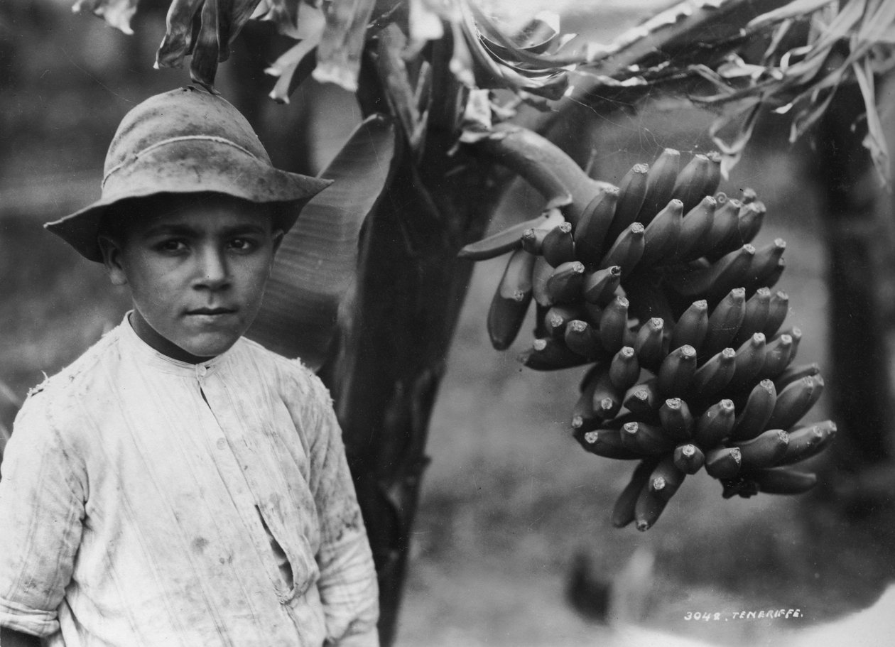 Fán termő banános fiú, Tenerife, Kanári-szigetek, Spanyolország, 1920-c1930-as évek alkotó: Unbekannt