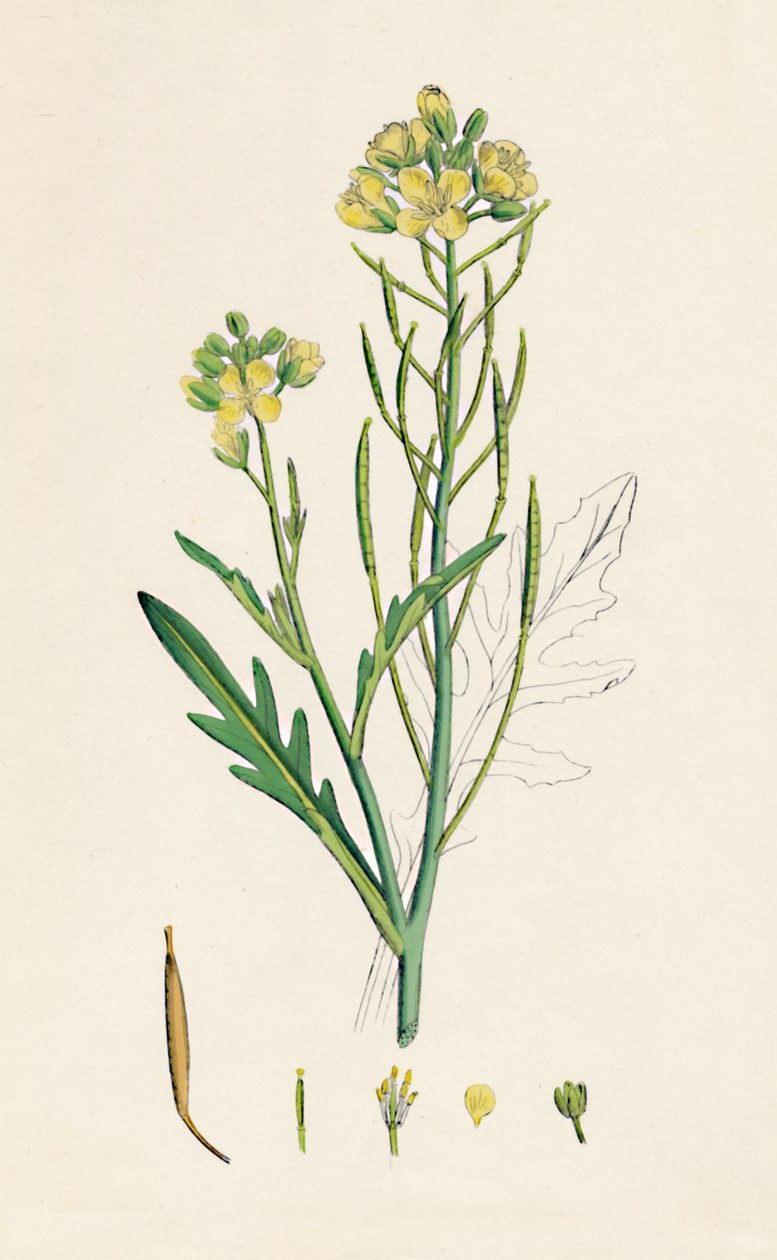 Brassica tenuifolia. Fali rakéta, 19. század alkotó: Unbekannt