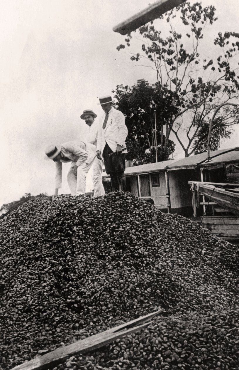 Az Amazonas-völgyből betakarított brazil dió, 1900-as évek alkotó: Unbekannt