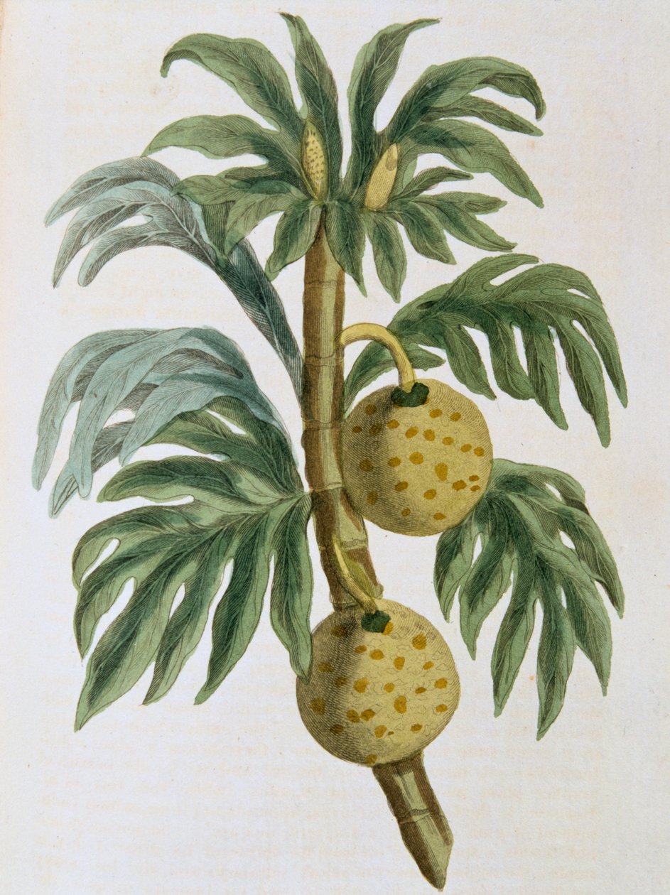 Artocarpus tintahal kenyérgyümölcs, 1823 alkotó: Unbekannt