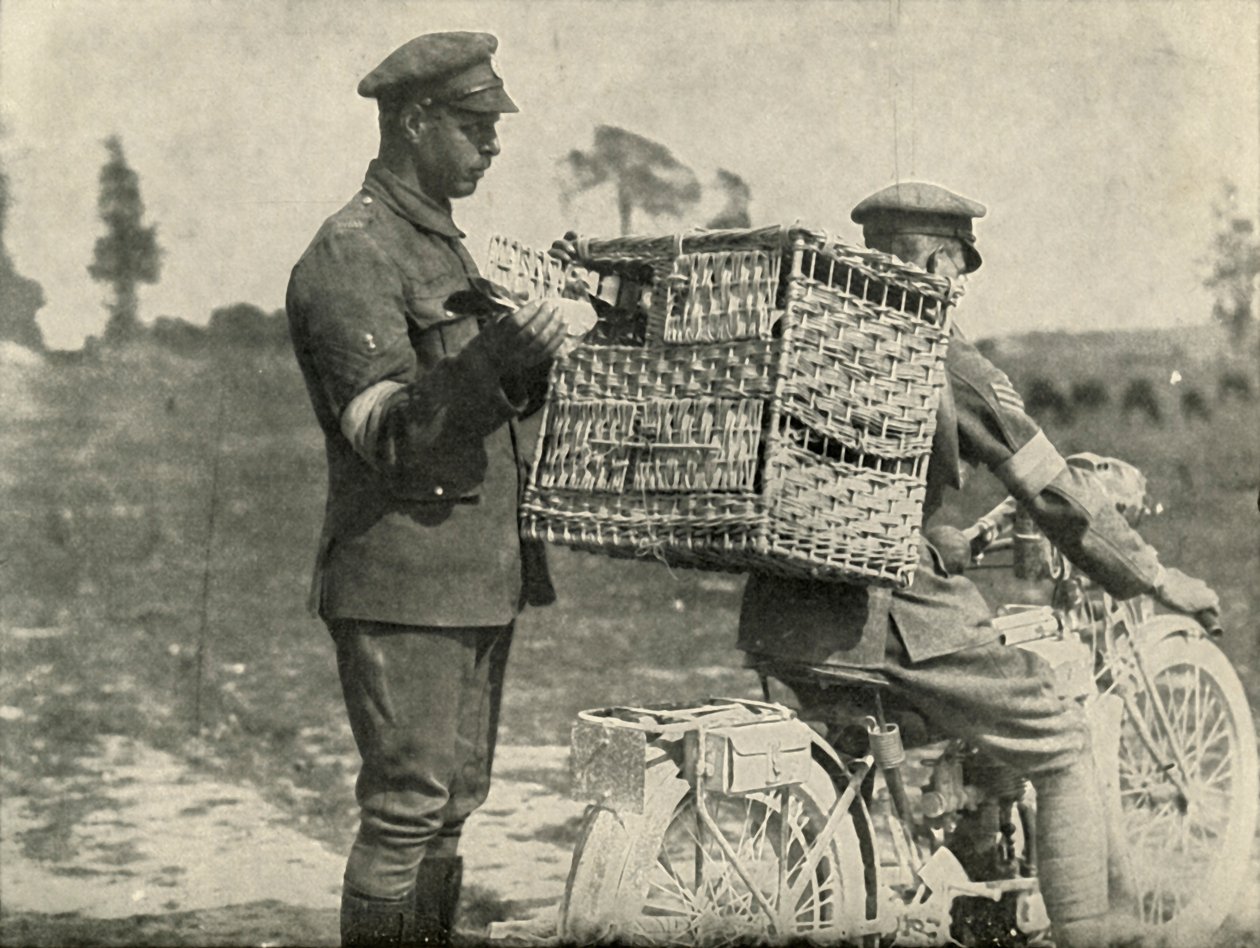 Brit hadsereg szállítógalambjai Franciaországban, 1919. alkotó: Unbekannt