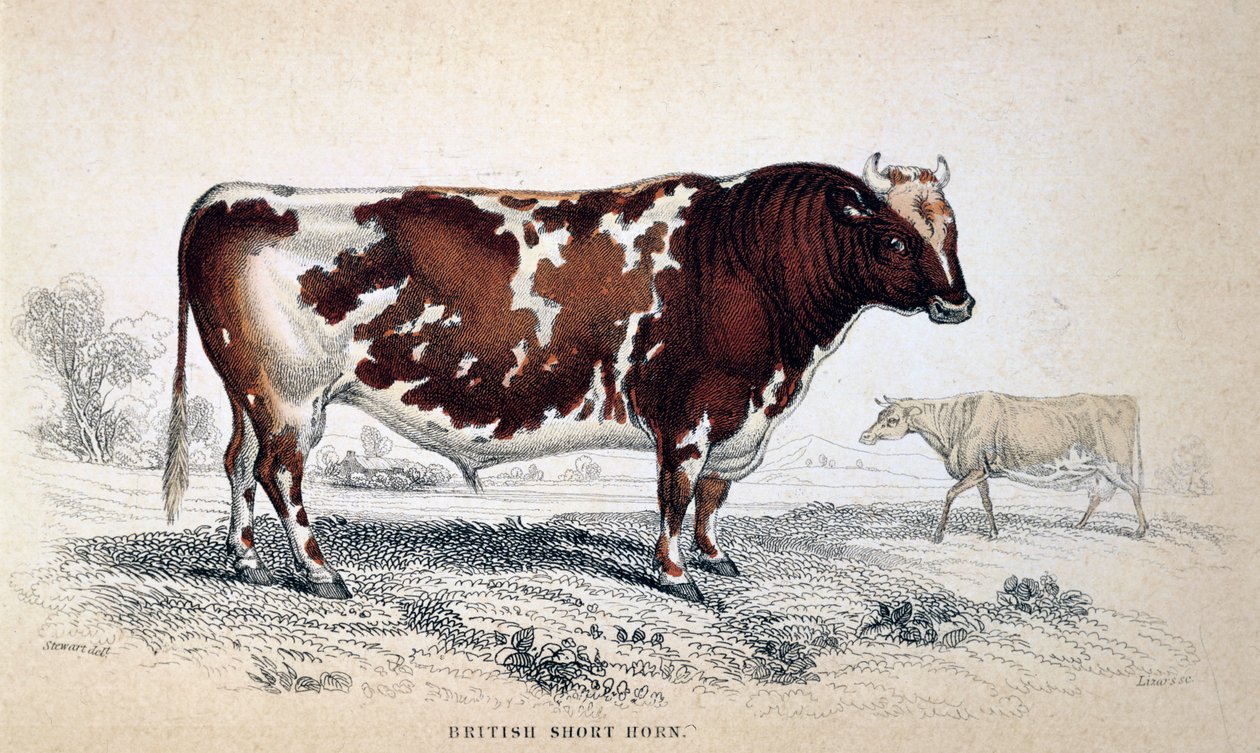British Short Horn, 1839 alkotó: Unbekannt