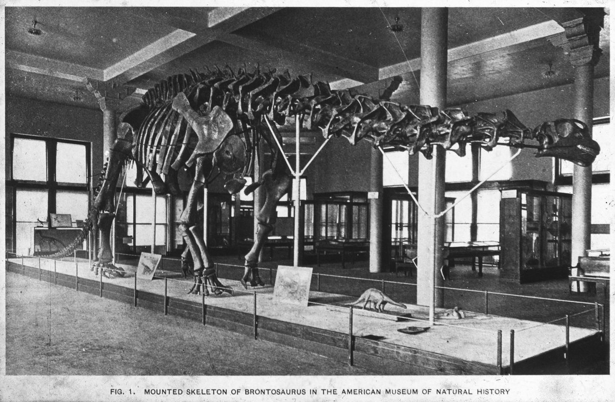 Brontosaurus csontváz, Amerikai Természettudományi Múzeum, New York, USA, XX. század eleje alkotó: Unbekannt