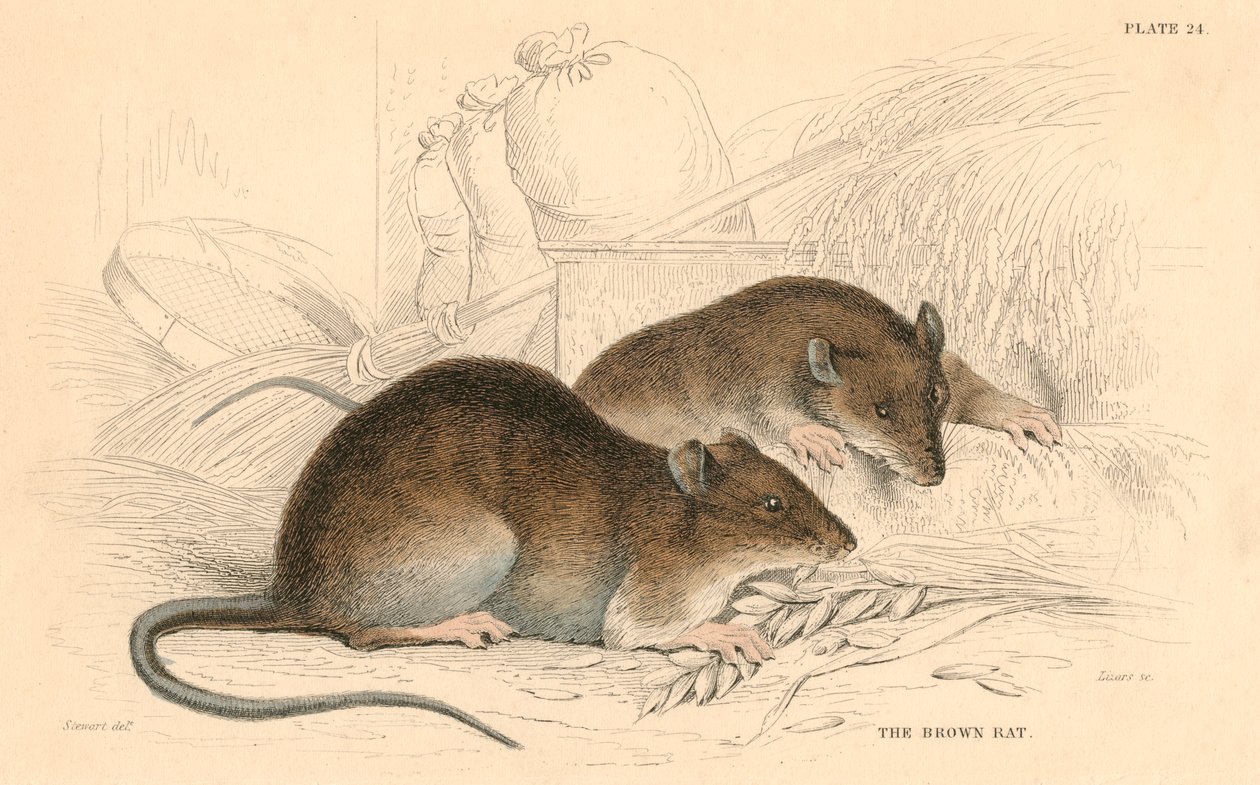 Barna patkány Rattus rattus, 1828 alkotó: Unbekannt