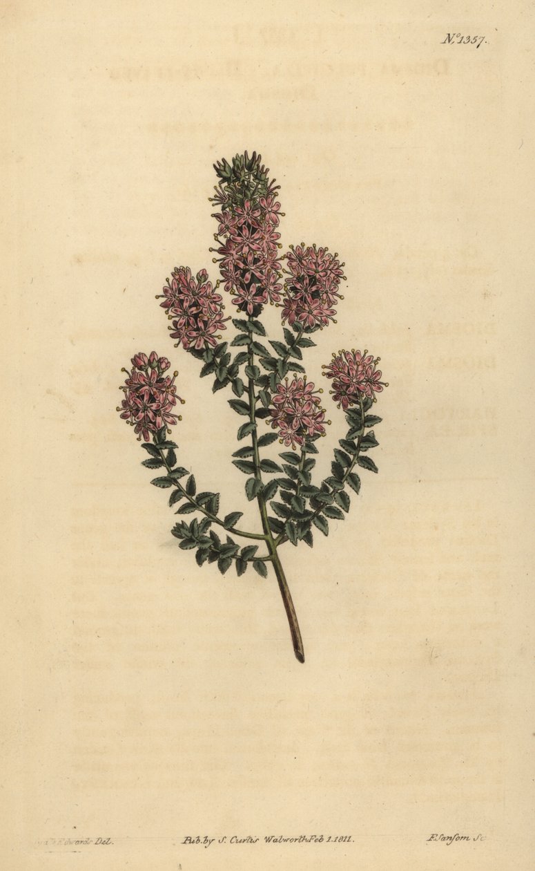 Buchu, Agathosma pulchella (Tompalevelű dioszma, Diosma pulchella) alkotó: Unbekannt
