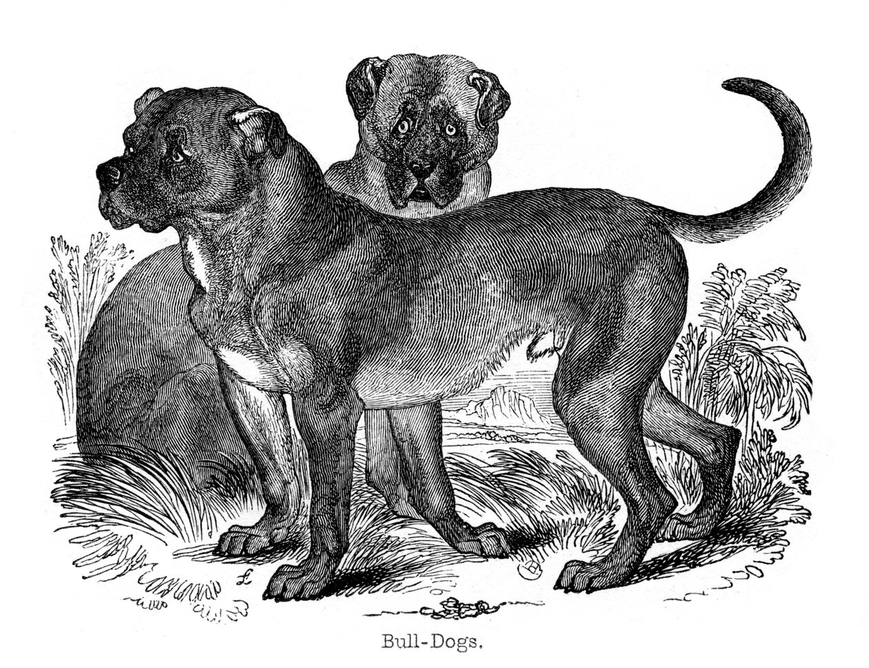 Bulldog, 1848 alkotó: Unbekannt