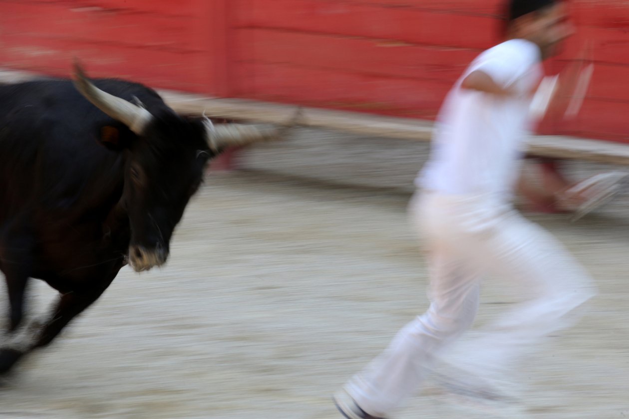 Bikaviadal (Course camarguaise). Vérnélküli látványosság (a bikáknak), melynek célja egy rozetta leragadása egy bika fejéről, Vallabregues, Franciaország alkotó: Unbekannt
