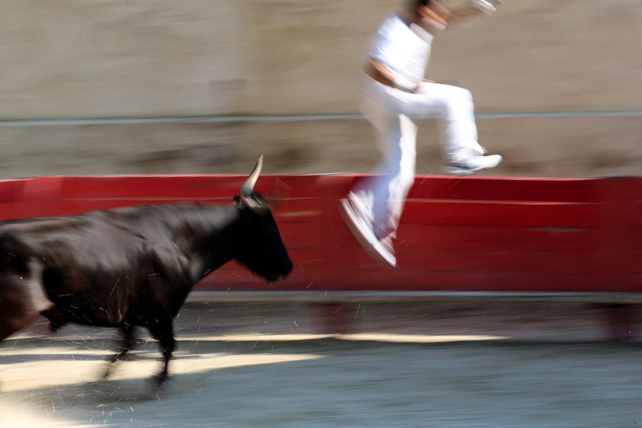 Bikaviadal (Course camarguaise). Vérnélküli látványosság (a bikáknak), melynek célja egy rozetta leragadása egy bika fejéről, Vallabregues, Franciaország alkotó: Unbekannt