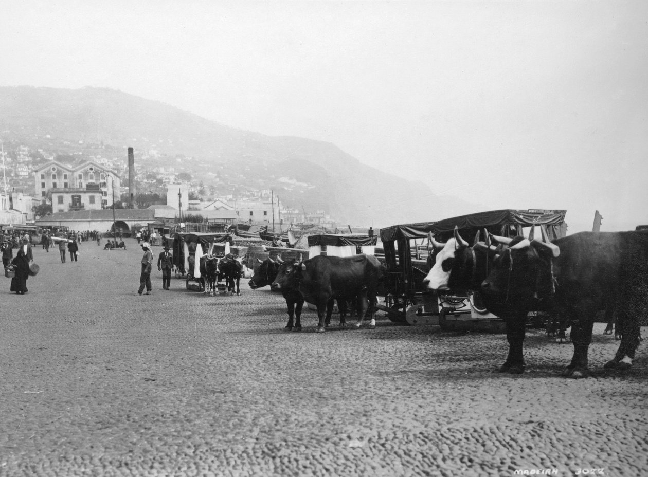 Bullock kocsik, Madeira, Portugália, 1920-c1930-as évek alkotó: Unbekannt