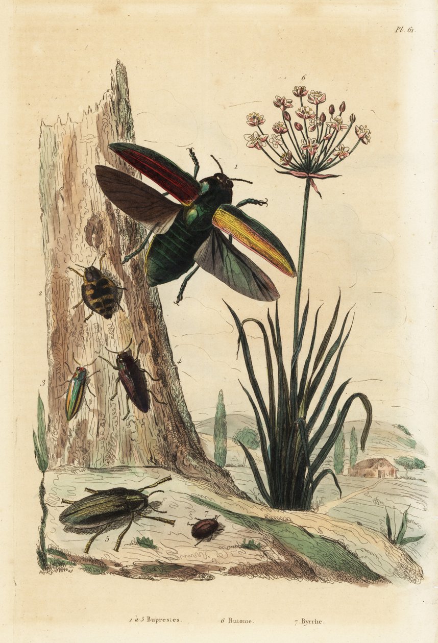 Buprestis bogarak 1-5, virágzó bogarak, Butomus umbellatus 6, és pillangós bogarak, Byrrhus pilula 7 alkotó: Unbekannt