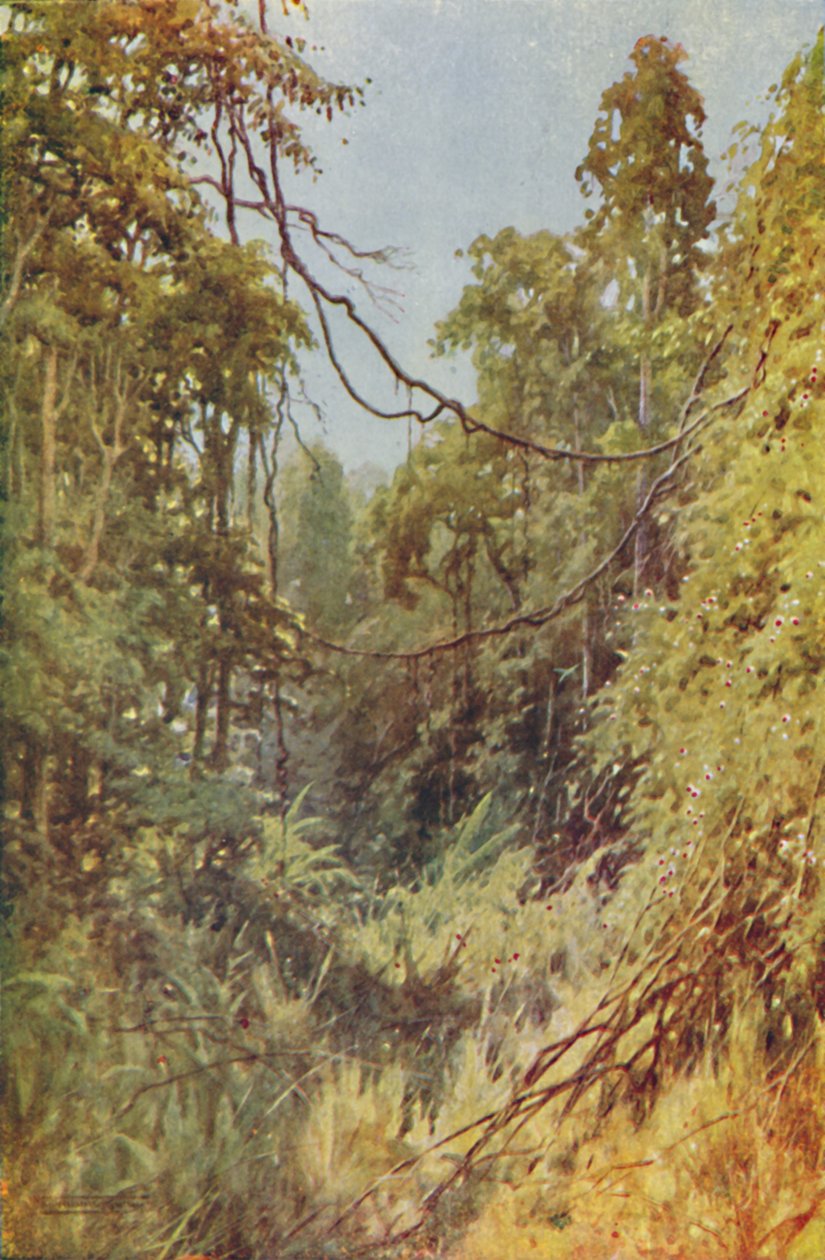 Burmai dzsungel, 1924 alkotó: Unbekannt