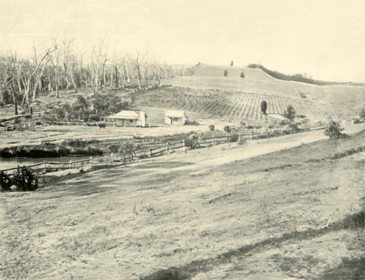 Bush Workmans Home, Gippsland, Victoria, 1901. alkotó: Unbekannt