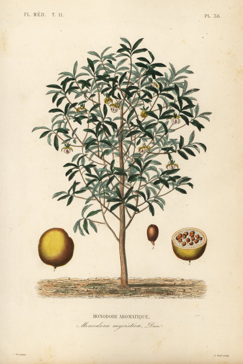 Calabash szerecsendió, Monodora myristica, Monodore aromatique alkotó: Unbekannt