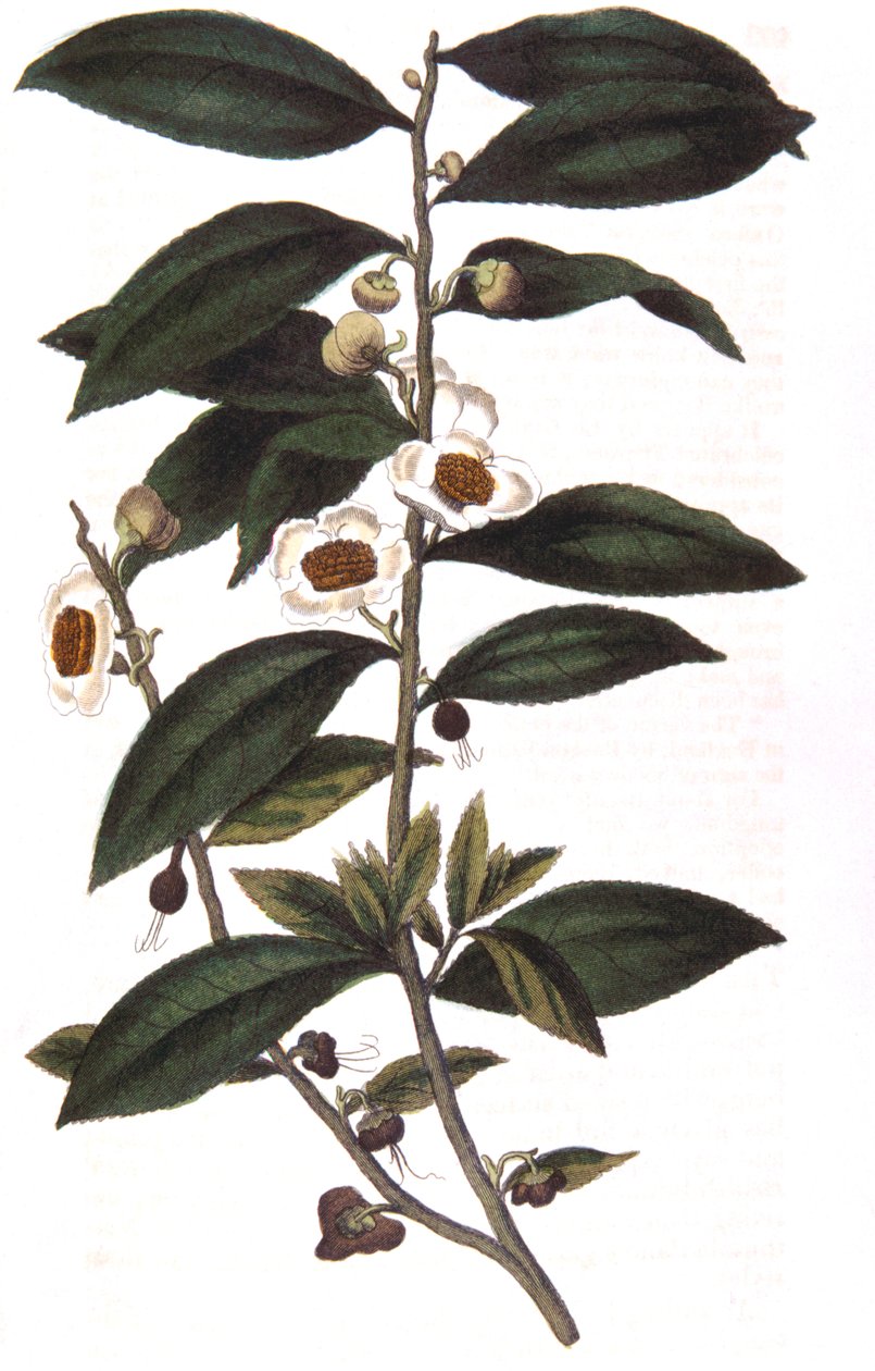Camellia sinensis - teanövény, 1823 alkotó: Unbekannt