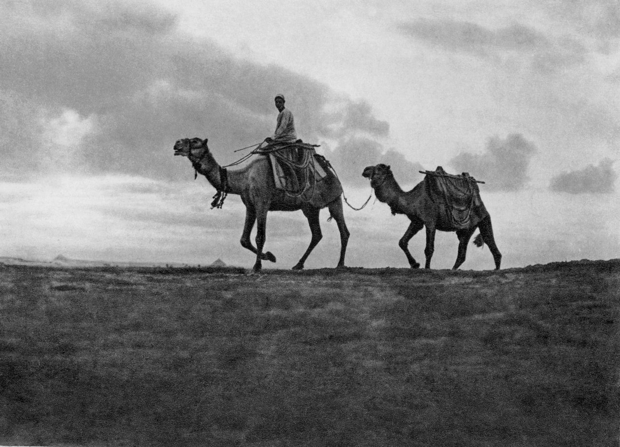 Tevék a sivatagban Kairó mellett, Egyiptom, 1920-as évek alkotó: Unbekannt