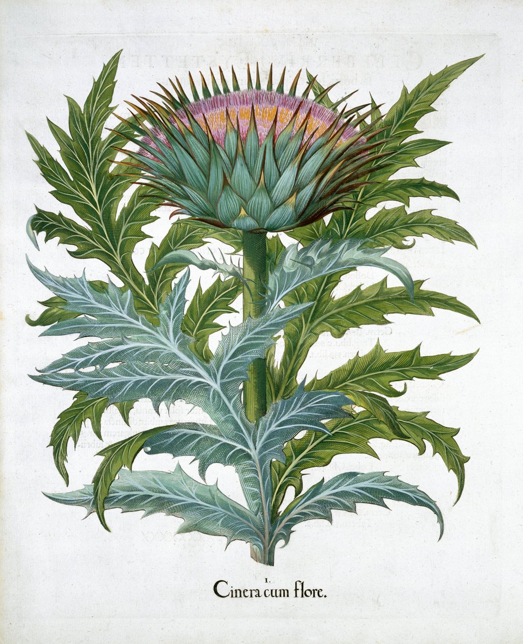 Cardoon, 1613 alkotó: Unbekannt