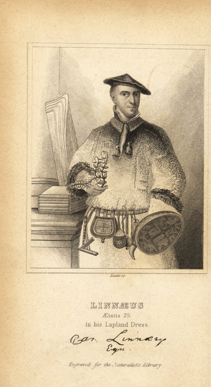 Carl Linnaeus lappföldi ruhájában, svéd botanikus, orvos és zoológus, a binomiális nómenklatúra feltalálója alkotó: Unbekannt