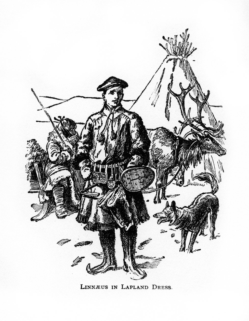Carolus Linnaeus, 18. századi svéd botanikus, orvos és zoológus, XX. alkotó: Unbekannt