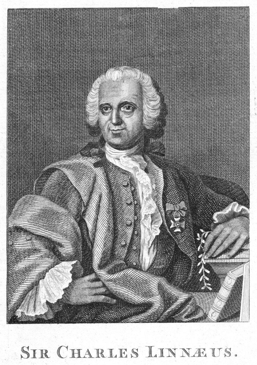 Carolus Linnaeus, 18. századi svéd természettudós alkotó: Unbekannt