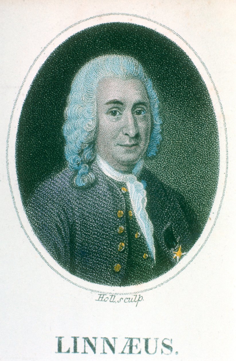 Carolus Linnaeus, 18. századi svéd természettudós, 19. század eleje alkotó: Unbekannt