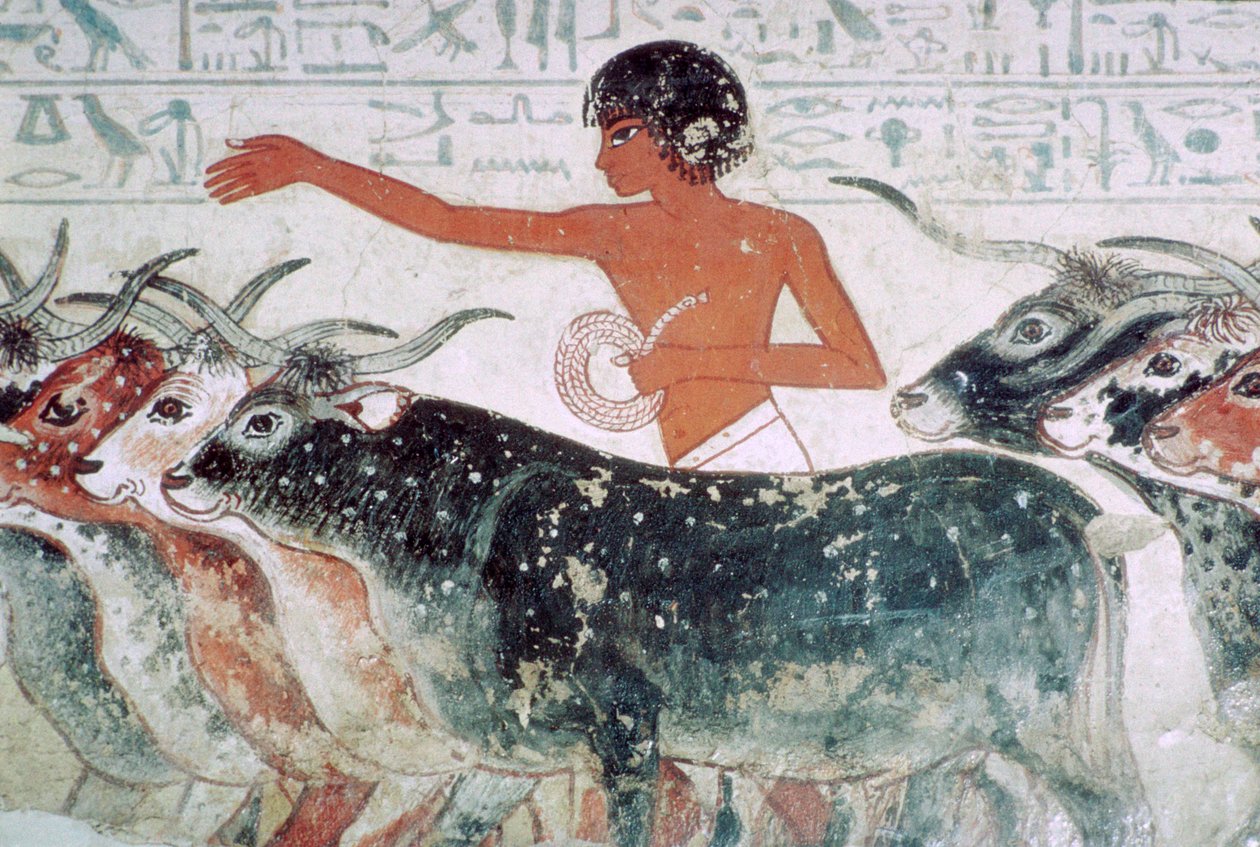 Szarvasmarha ellenőrzésre hozott: falfestmény Nebamun 5. sírjából, Egyiptom, Kr.e. 1350 alkotó: Unbekannt