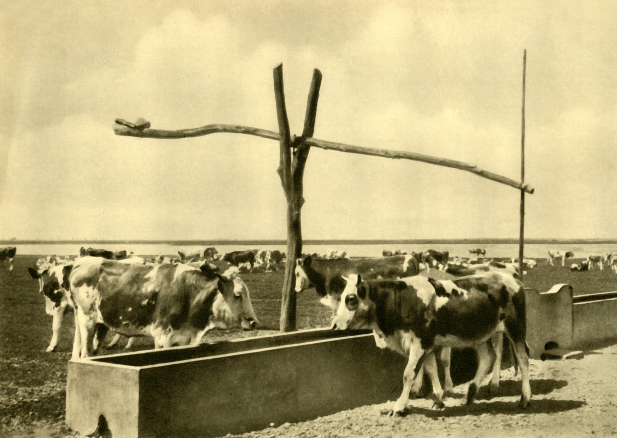 Szarvasmarha iszik egy vályúnál, Burgenland, Ausztria, c1935. alkotó: Unbekannt