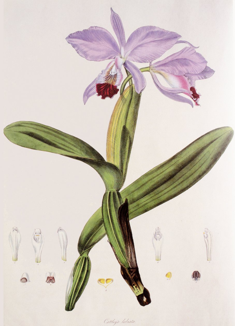 Cattleya labiata alkotó: Unbekannt