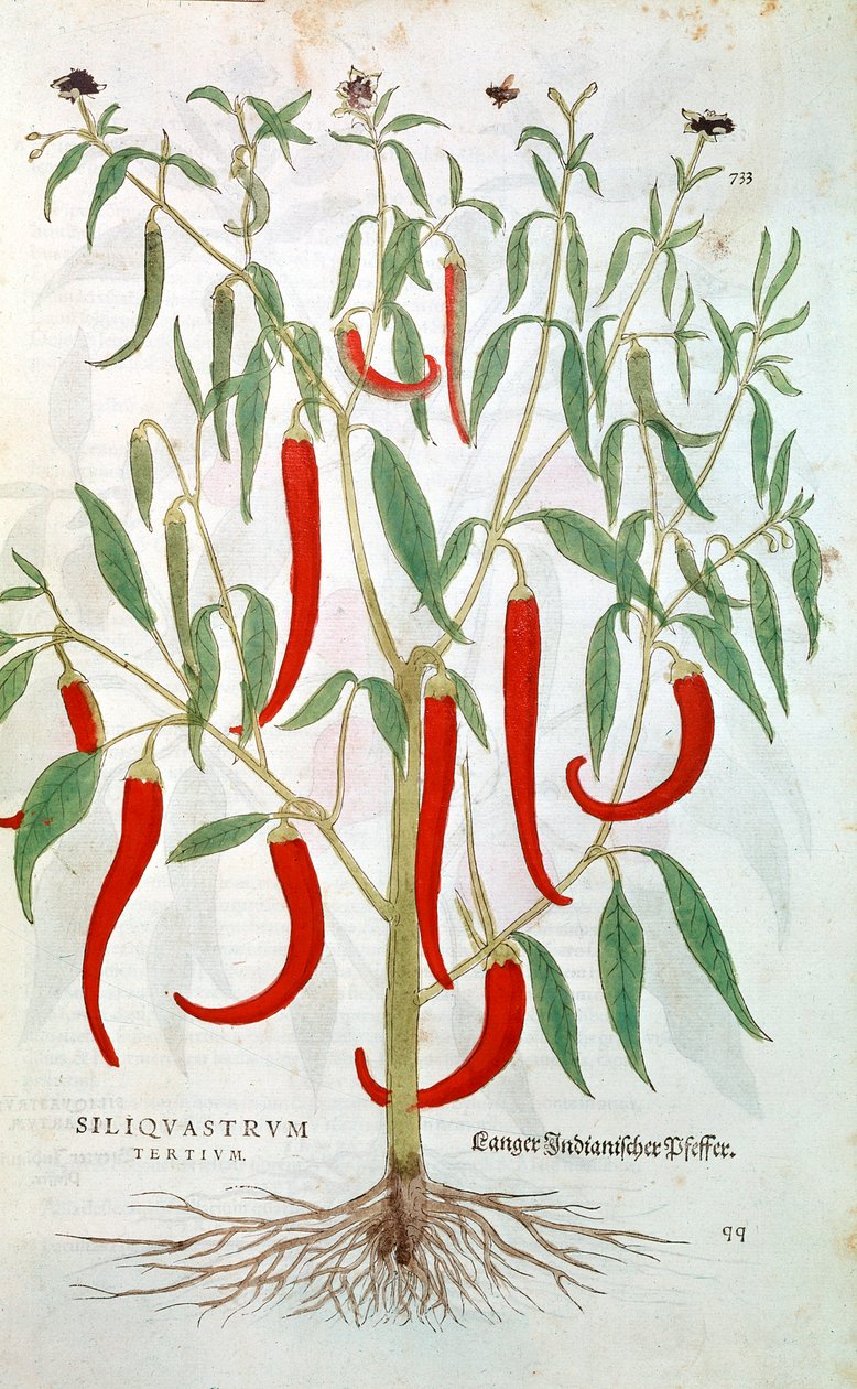 Cayenne paprika Capsicum, 16. század alkotó: Unbekannt
