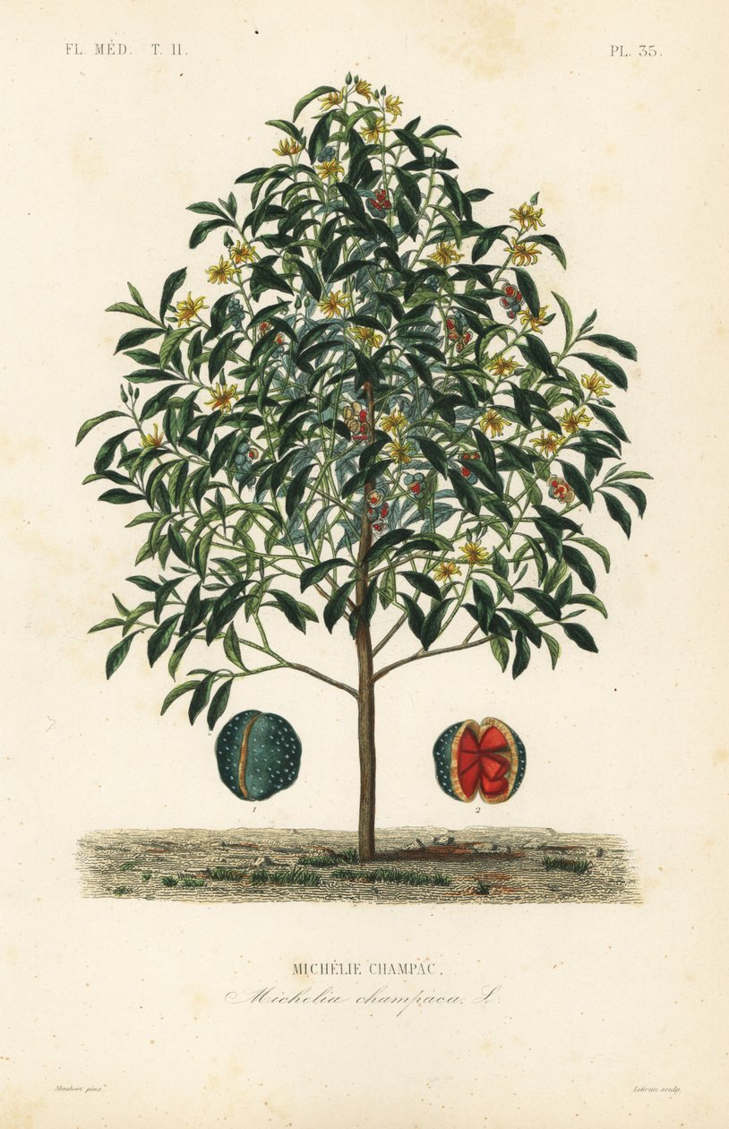 Champak fa, Magnolia champaca, Michelia champaca, Michelie champaca alkotó: Unbekannt