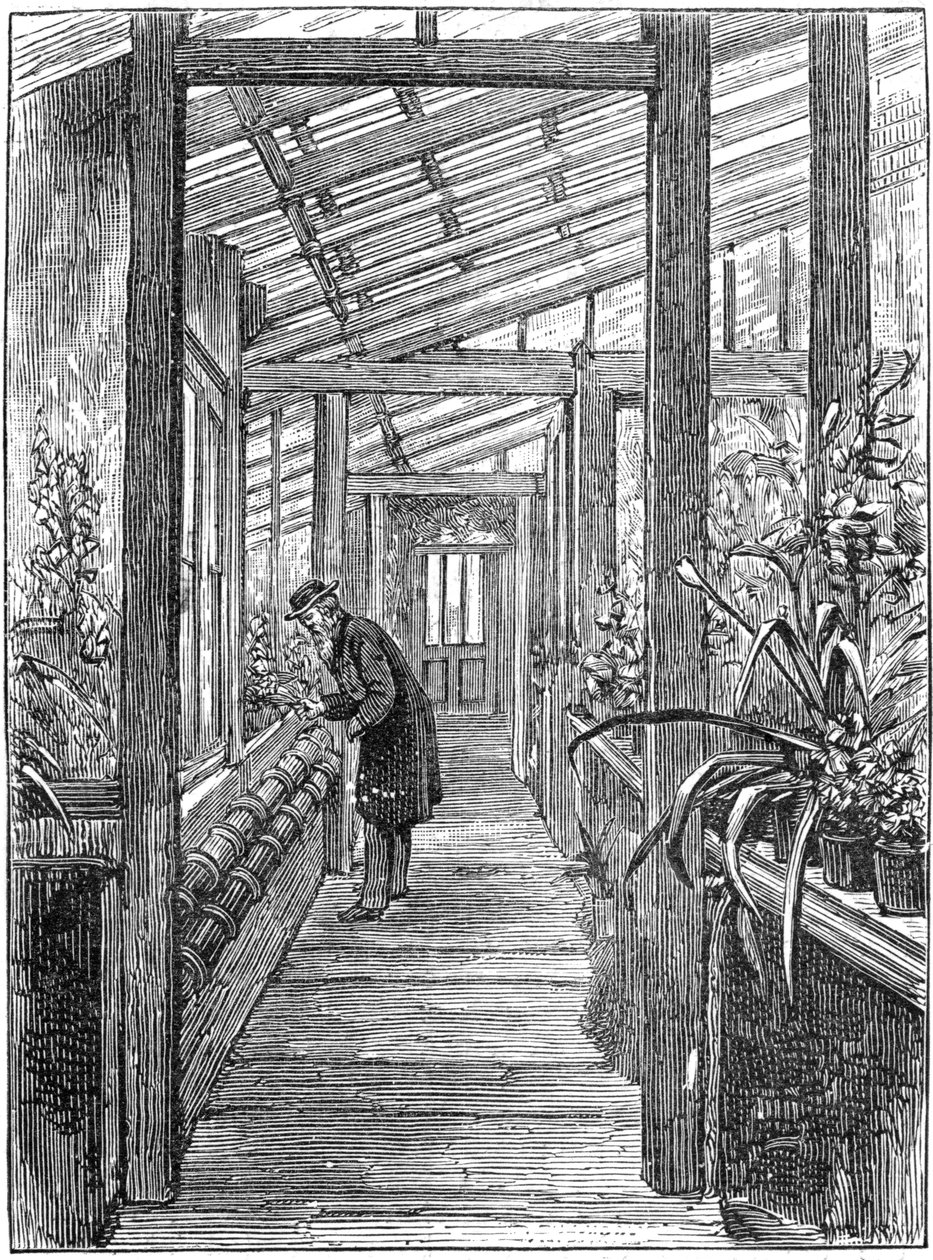 Charles Darwin 1809-1882 angol természettudós, üvegházában alkotó: Unbekannt