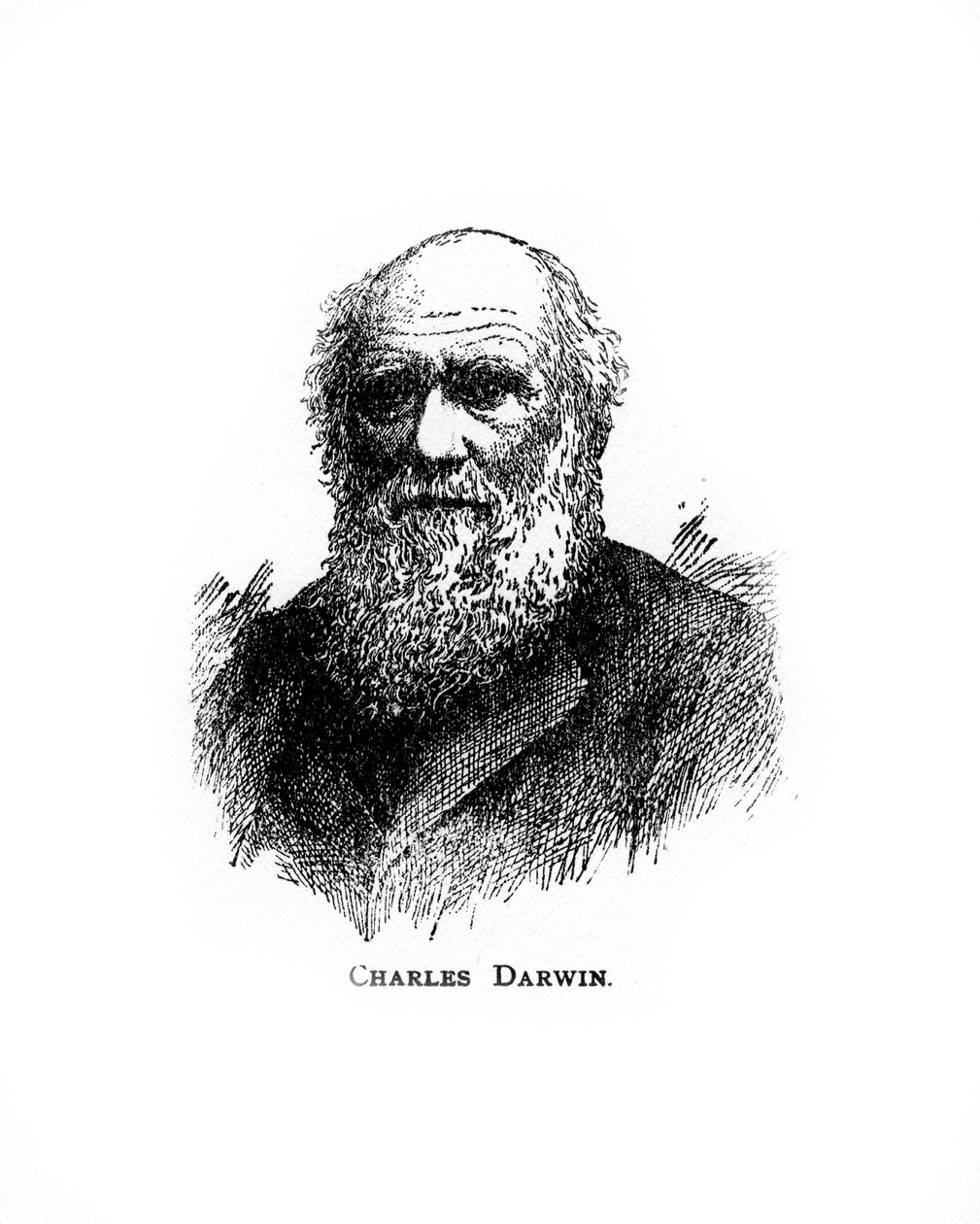 Charles Darwin, 19. századi brit természettudós, XX alkotó: Unbekannt