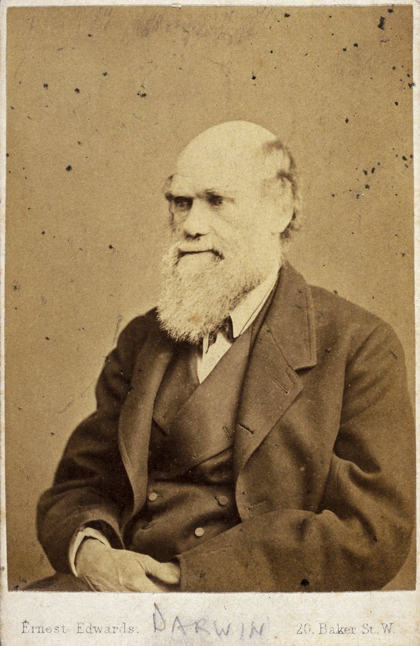 Charles Darwin angol természettudós, 1870-es évek alkotó: Unbekannt