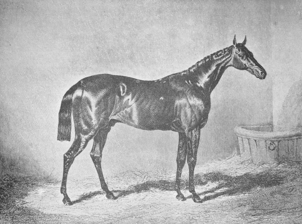 XII. Károly, a St. Leger 1839, 1911 győztese alkotó: Unbekannt